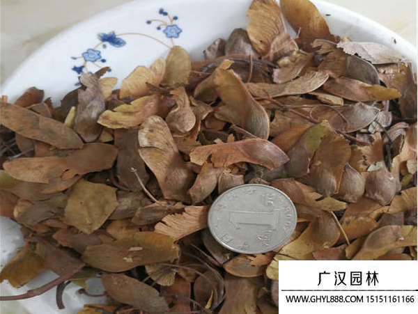 五角枫种子