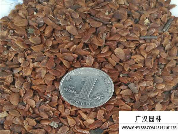 香椿种子