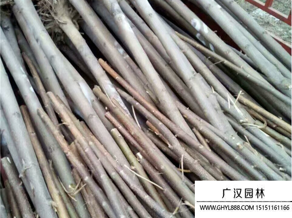 泡桐树
