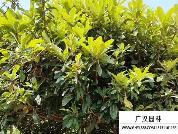 枇杷