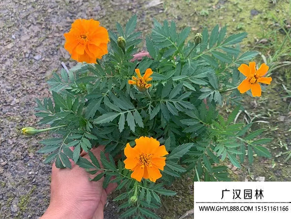 孔雀草