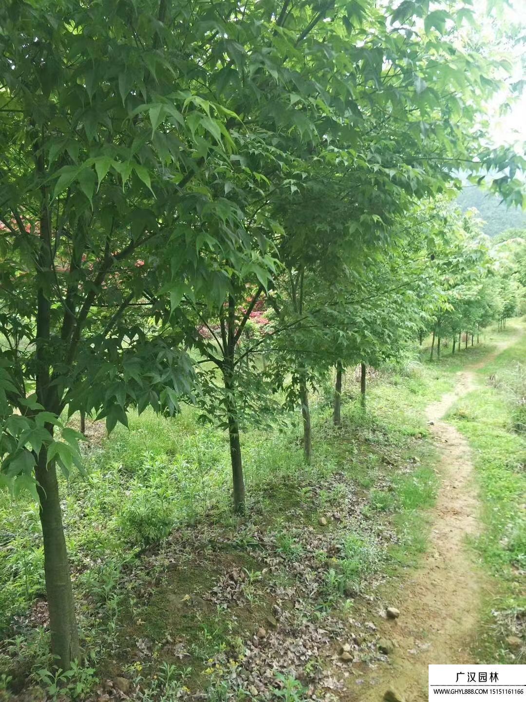 青枫