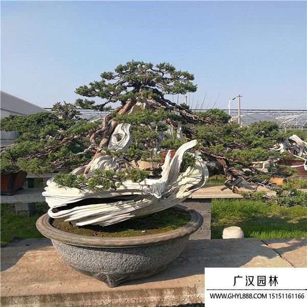 系鱼川真柏 (3).jpg