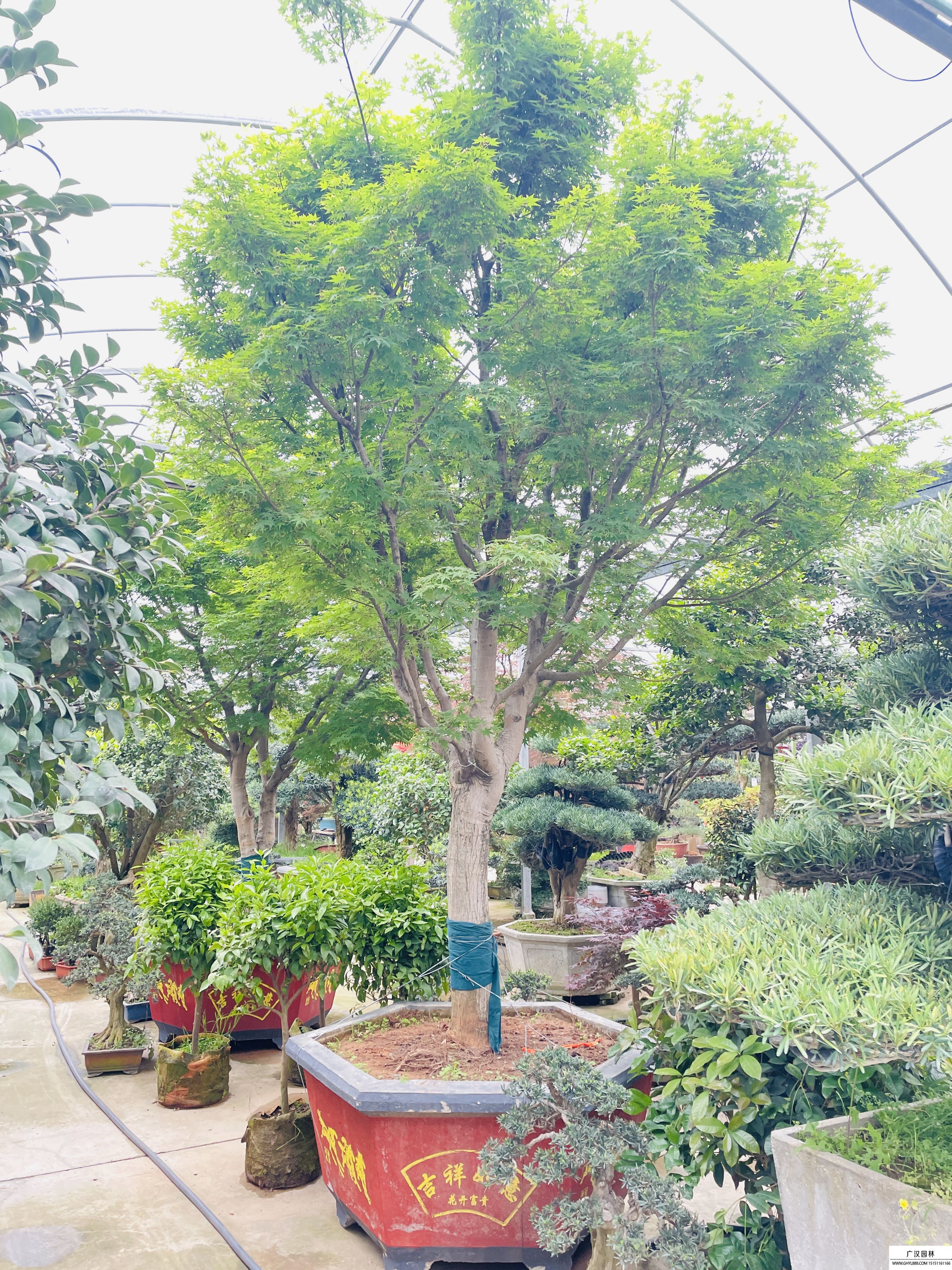 鸡爪槭盆景