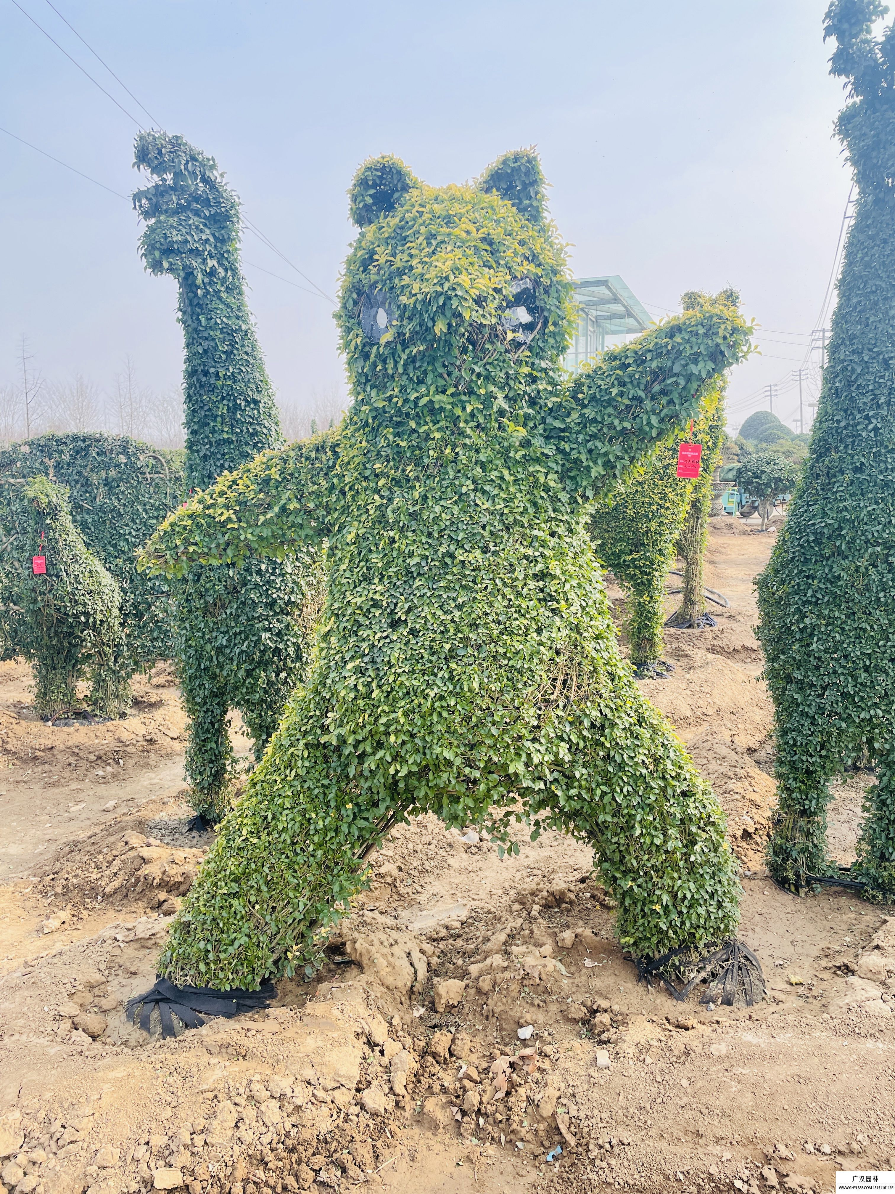 女贞造型景观树