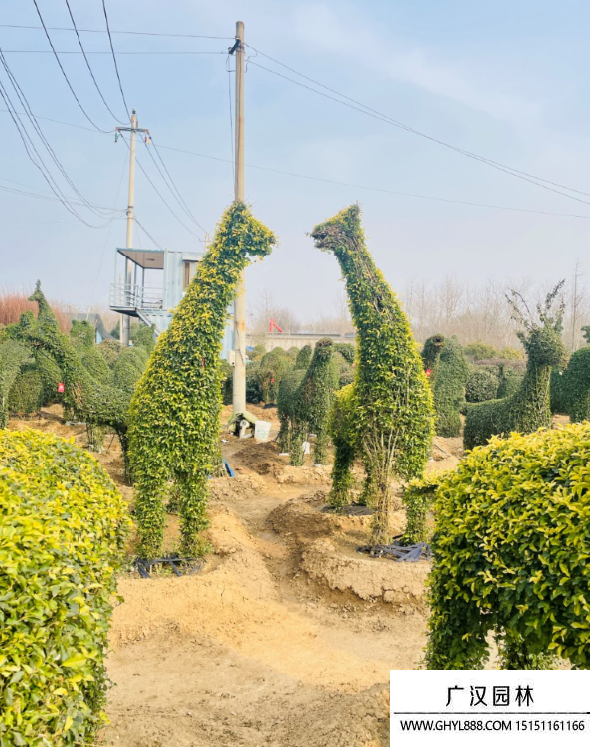 女贞造型景观树