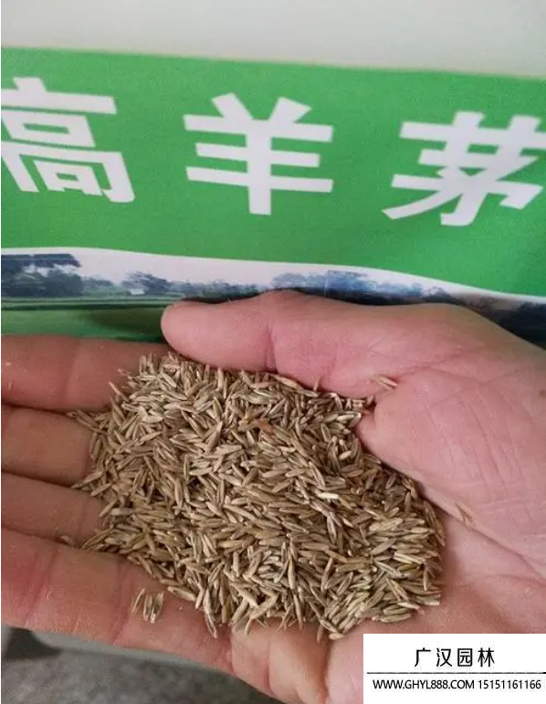 包衣高羊茅种子