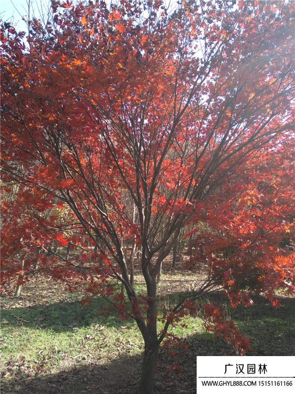 日本红枫树 