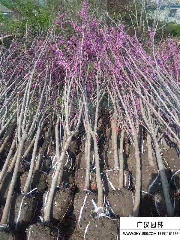 紫荆树 