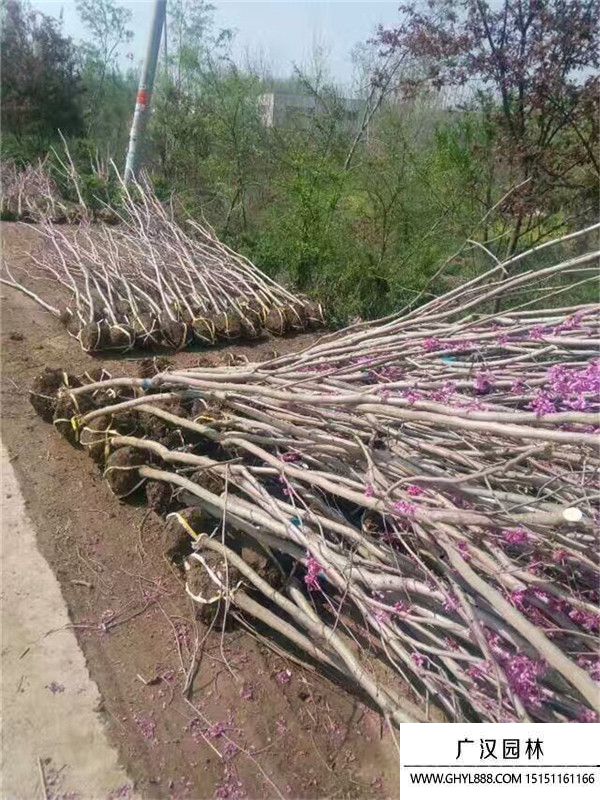 紫荆树 