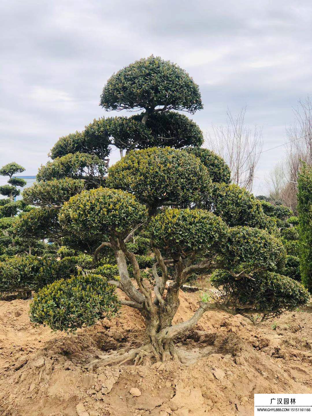 黄杨地景树盆景