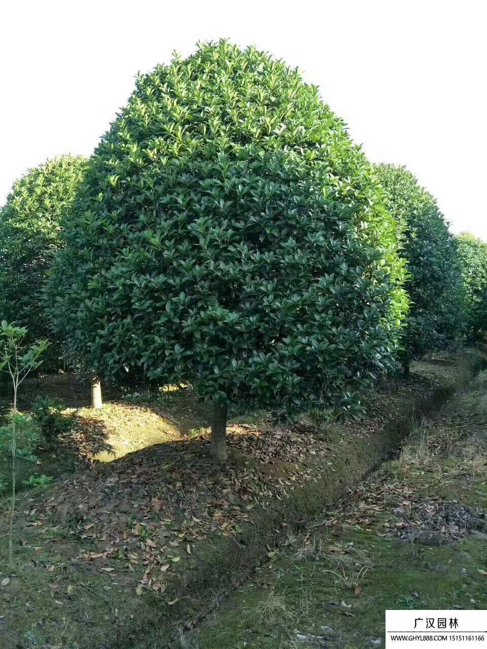 桂花树 