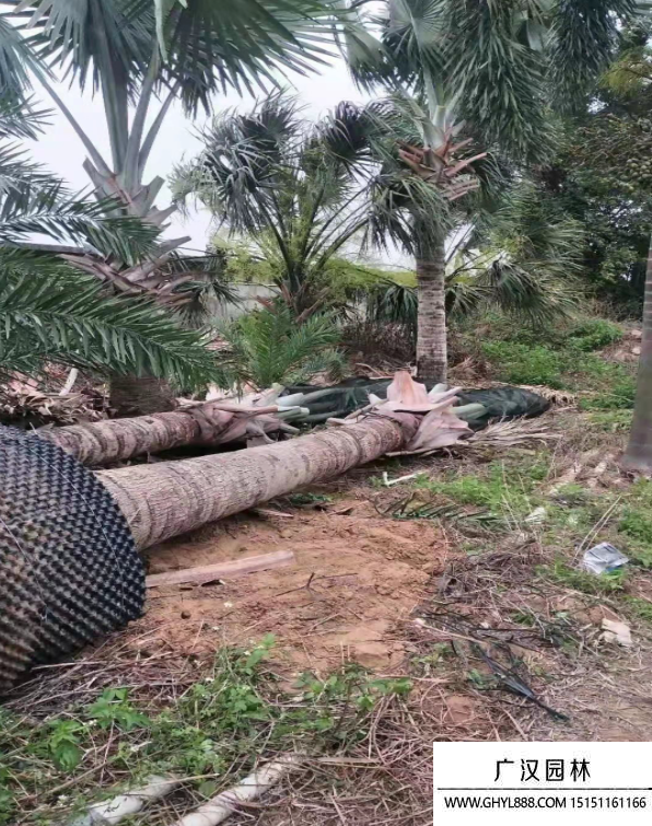 霸王棕榈树