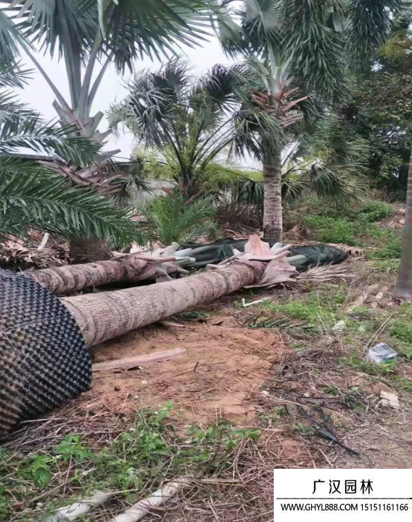 霸王棕