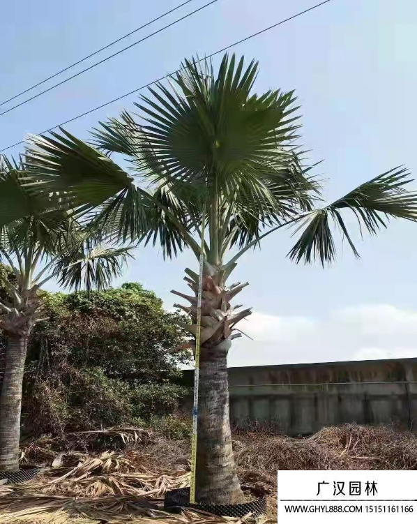 霸王棕