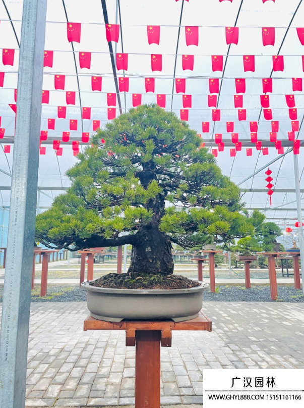 五针松盆景