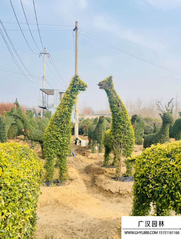 女贞造型景观树