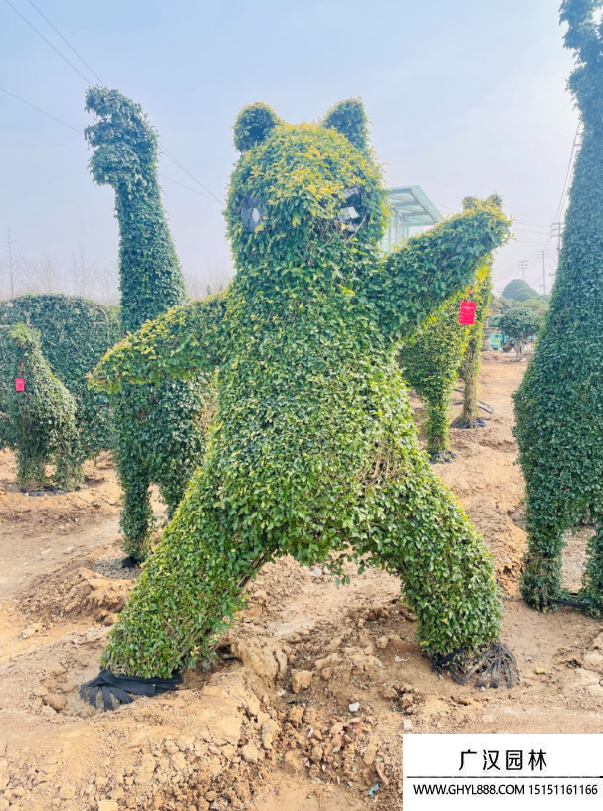 女贞造型景观树