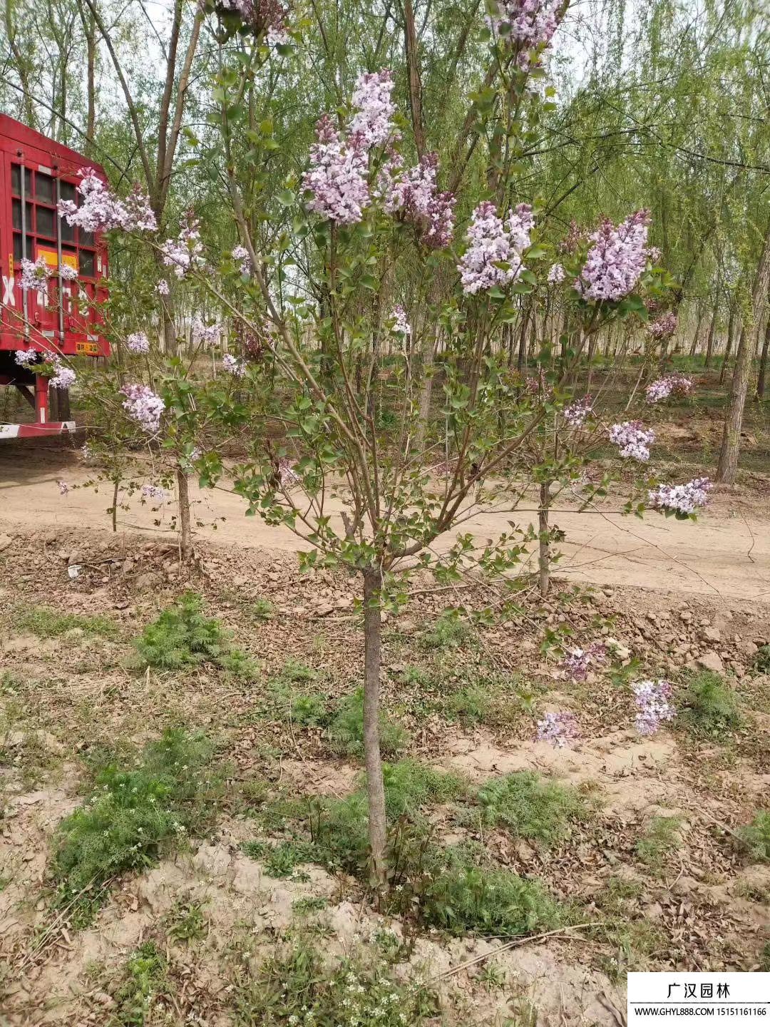 独杆丁香