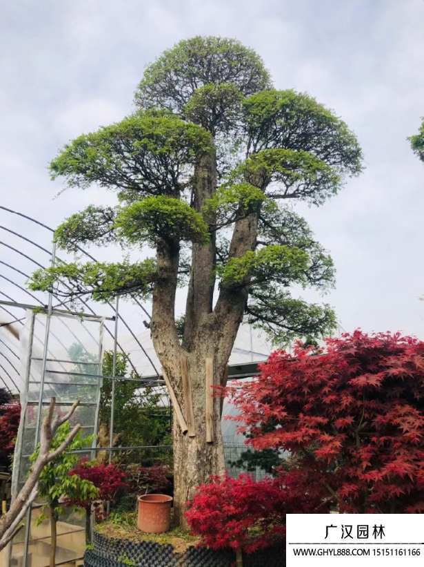 榆树地景树