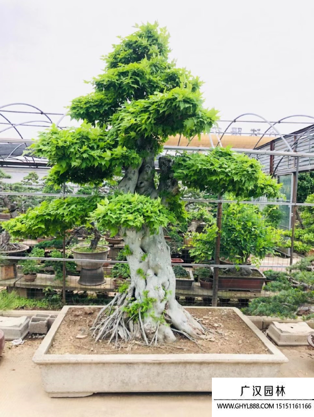 榆树地景树