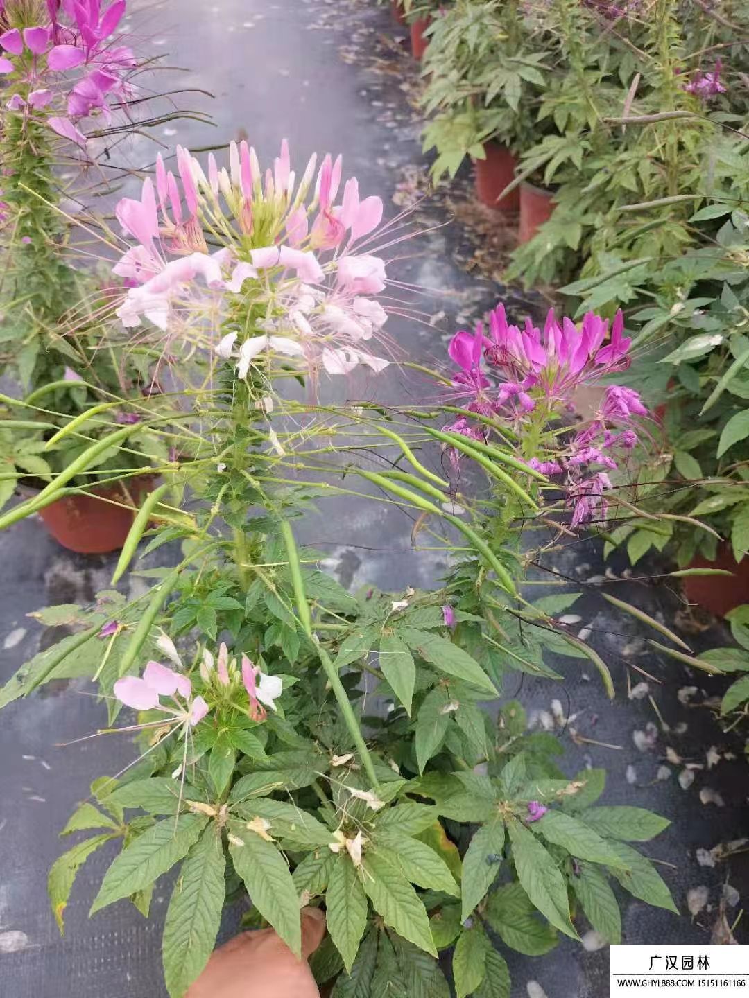 醉蝶花