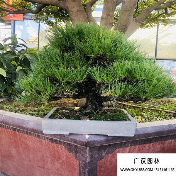 黑松