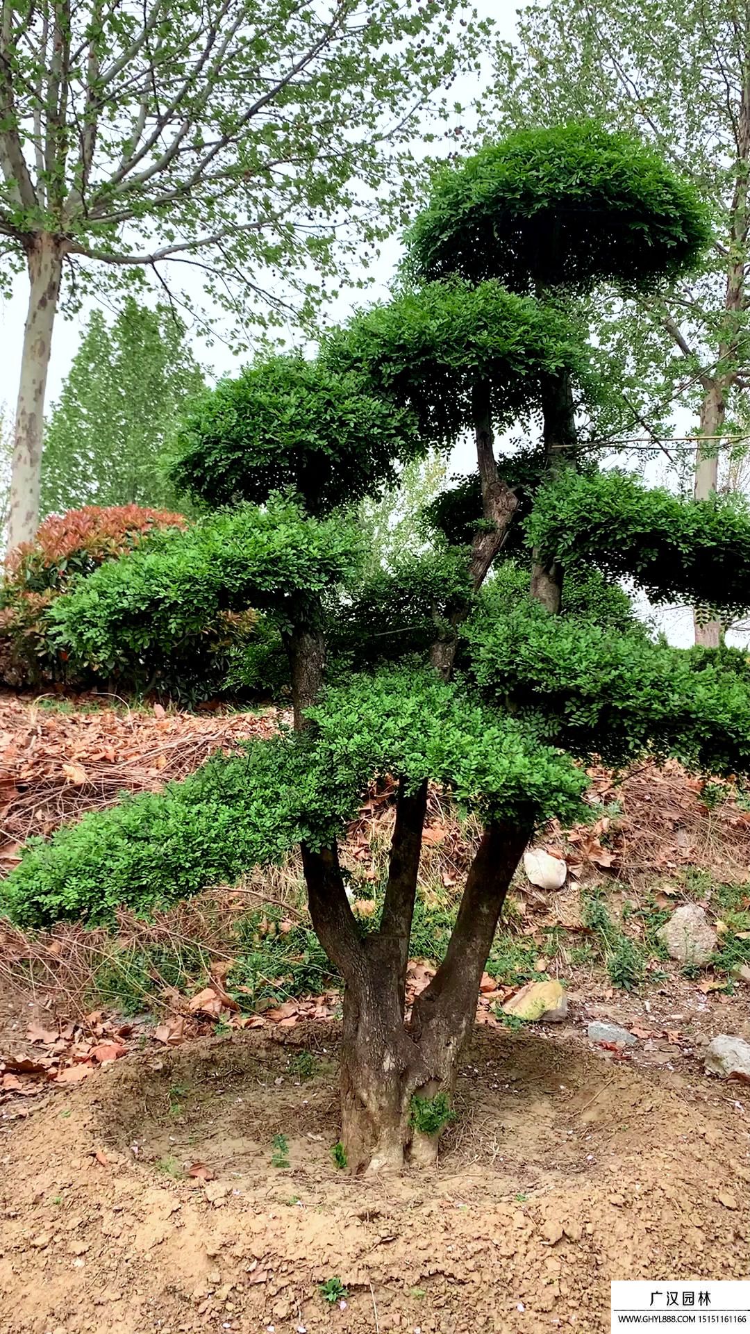 对节白蜡盆景