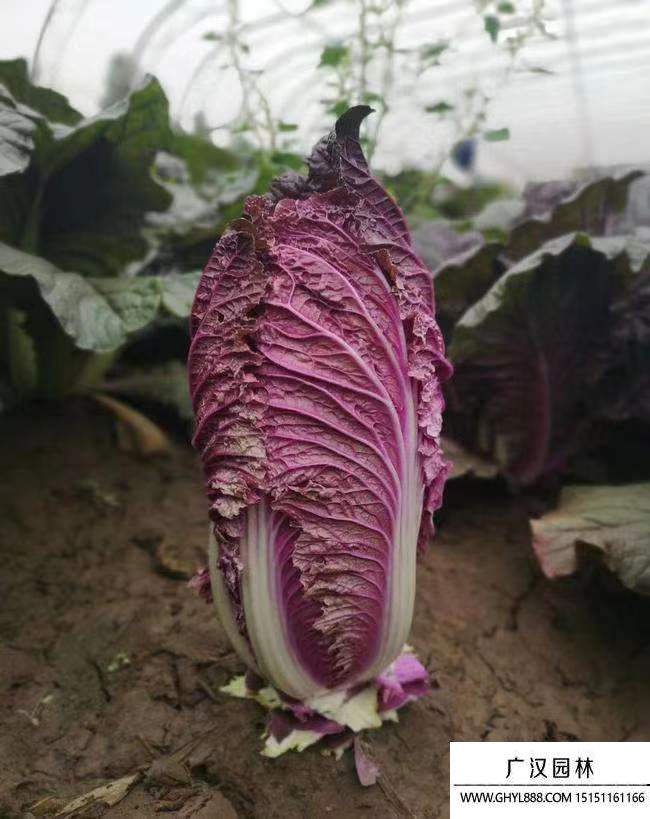 紫白菜 