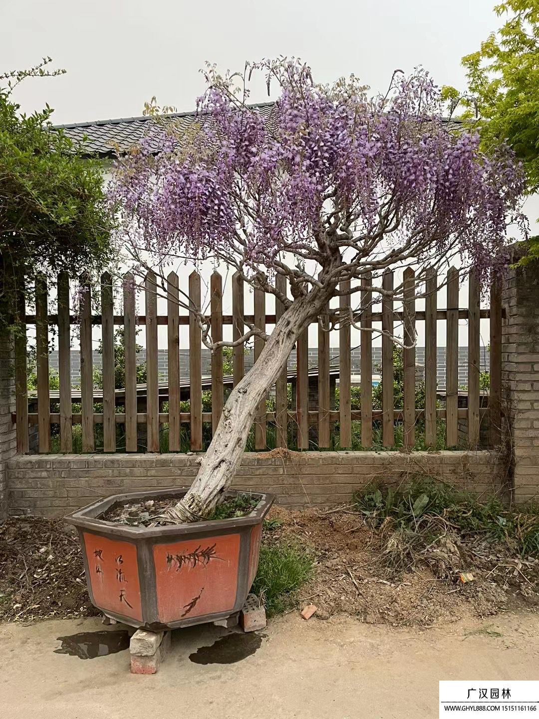 紫藤盆景极品图片