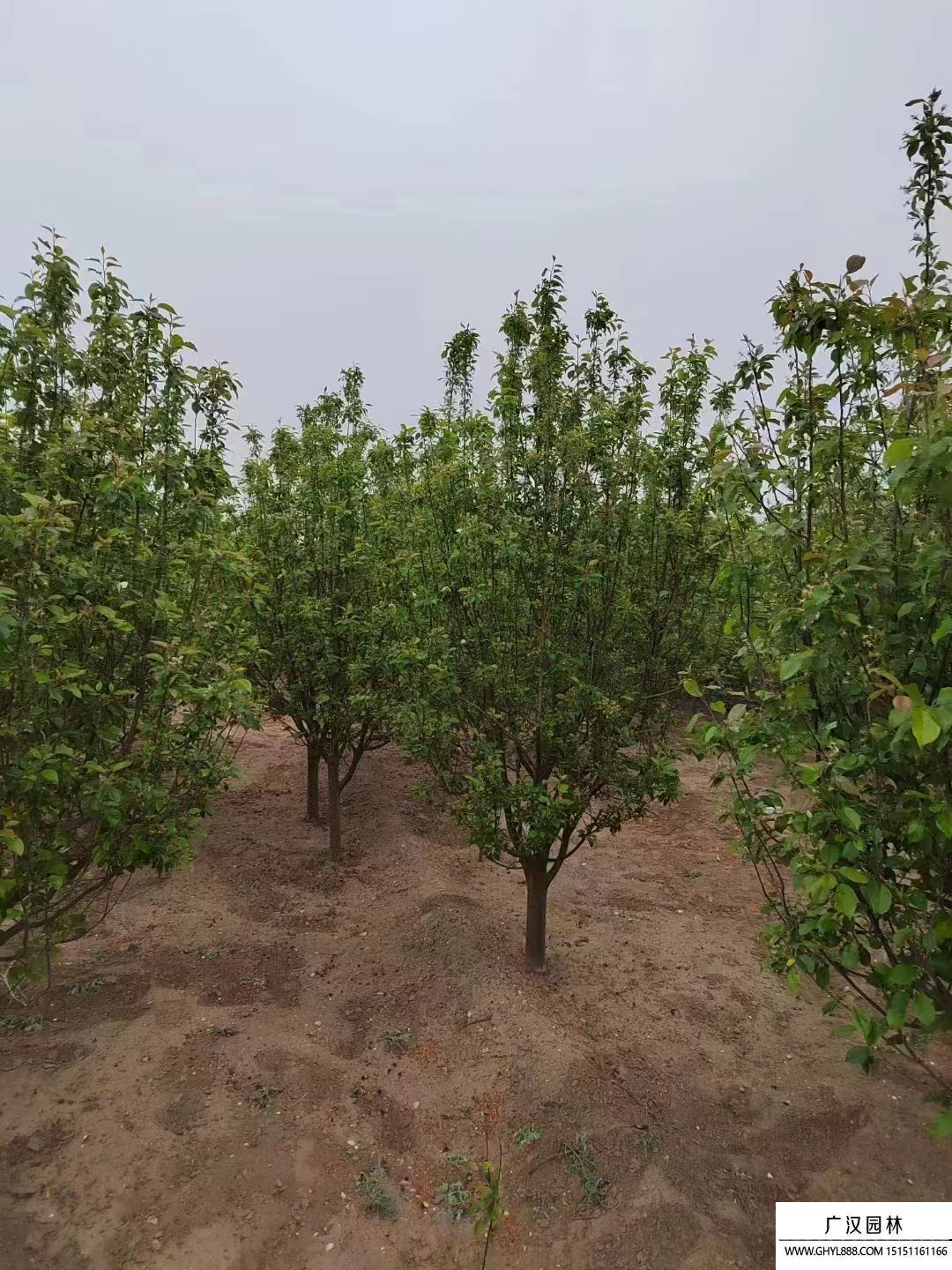 八棱海棠
