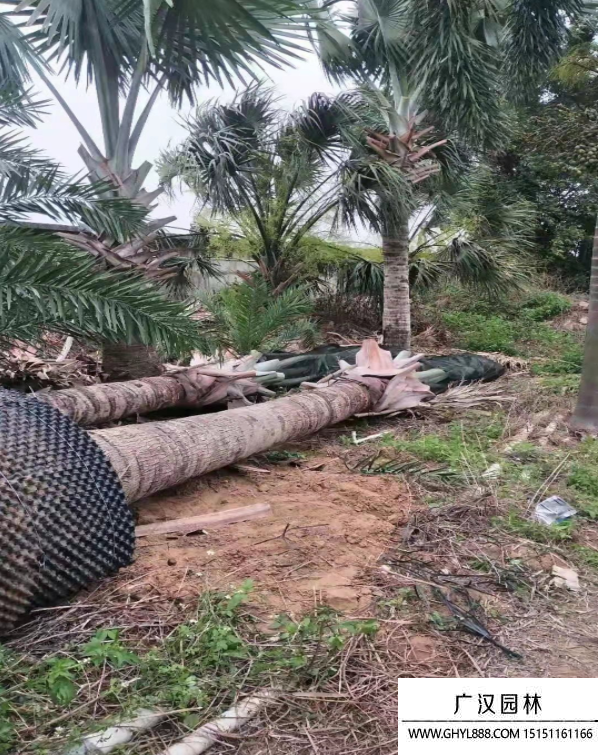 霸王棕