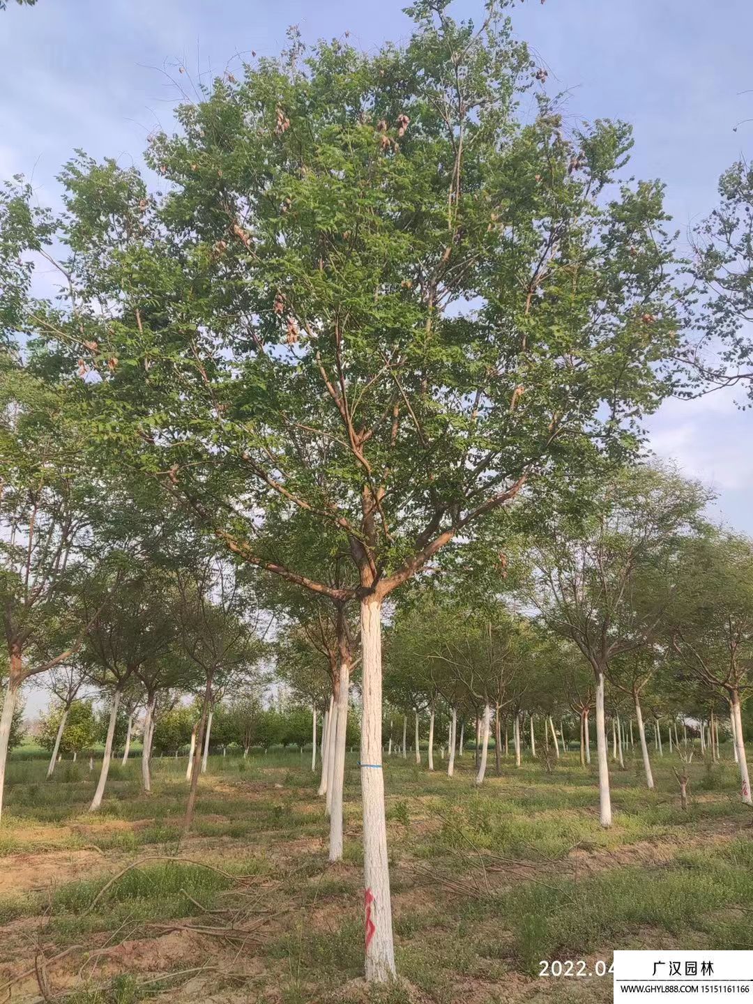 北栾