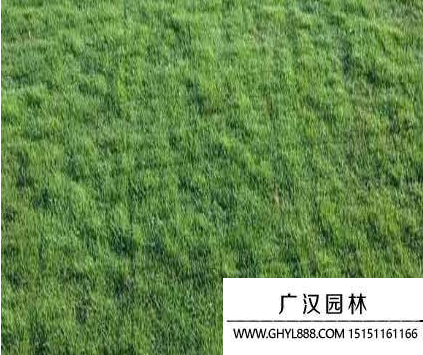 果岭草