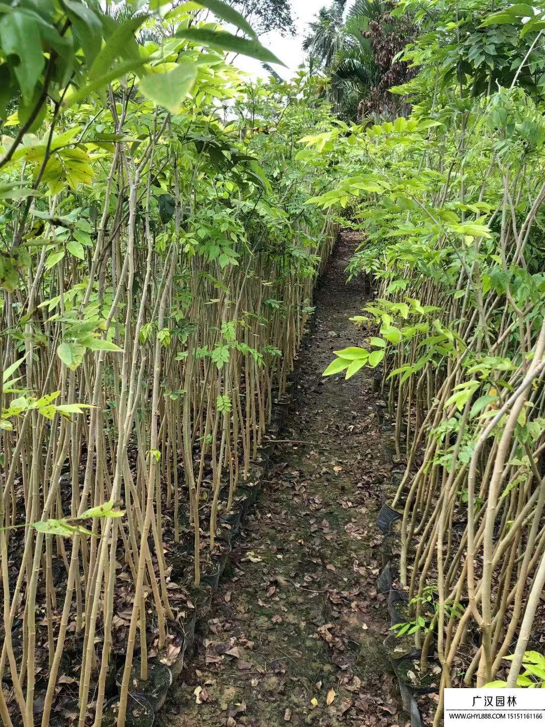 黄花梨小苗