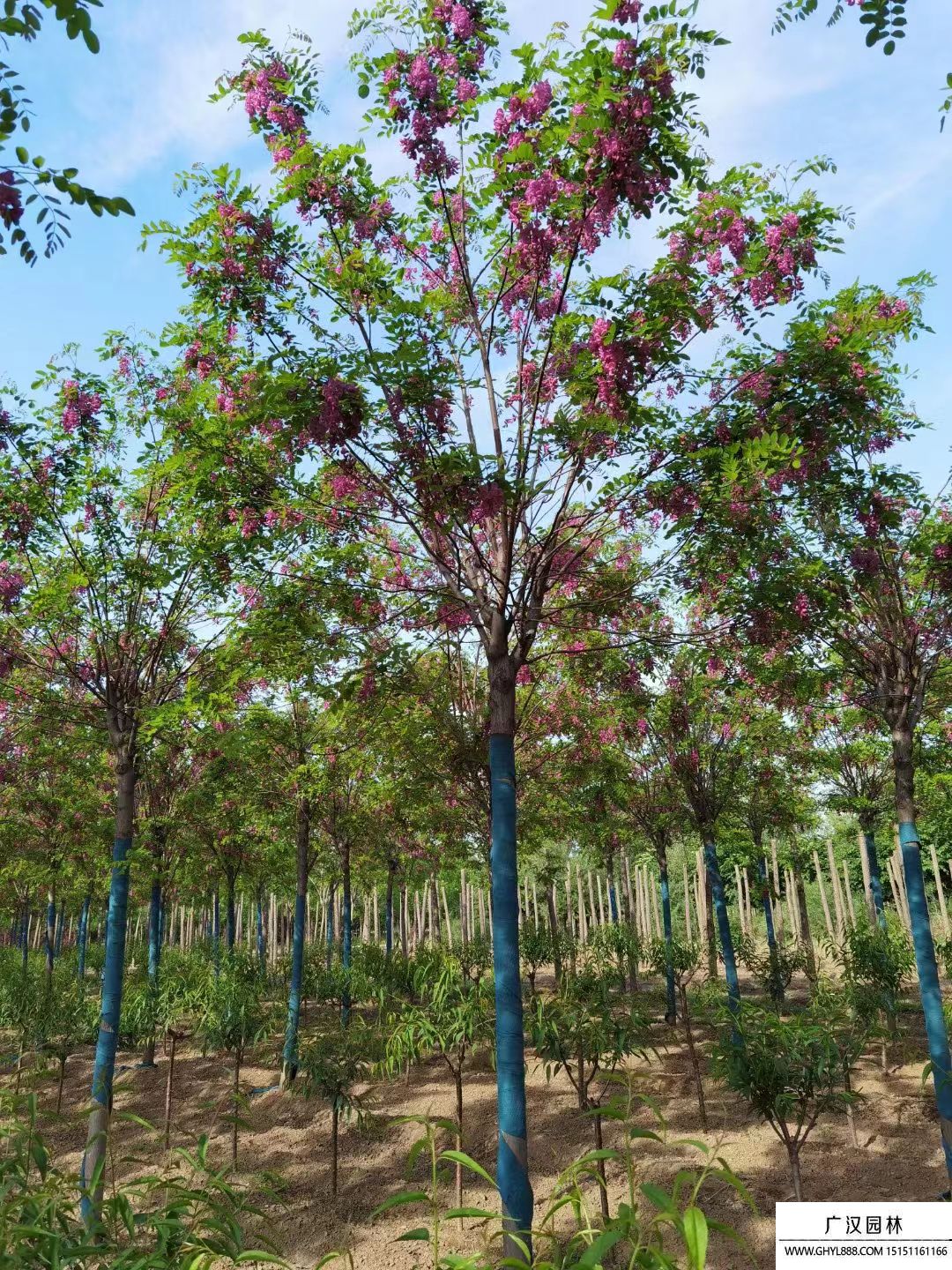 香花槐