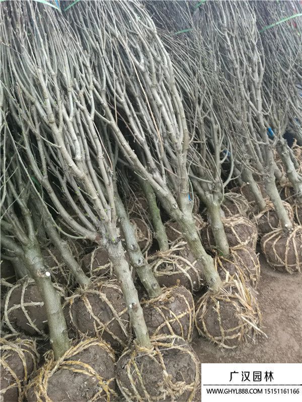 木槿