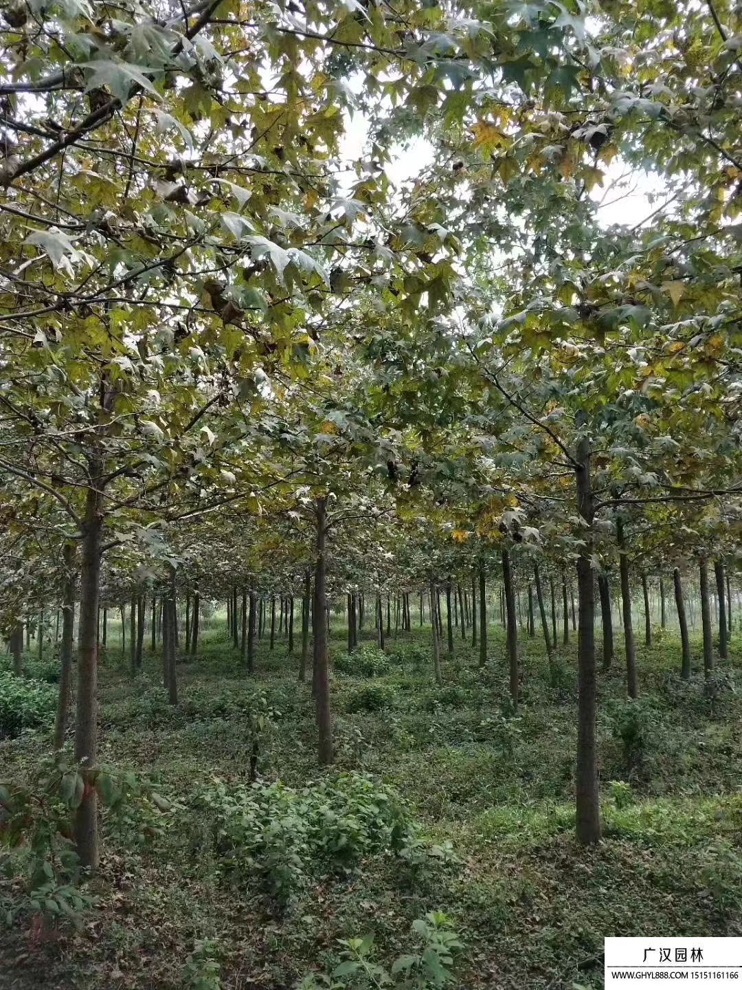 枫香树