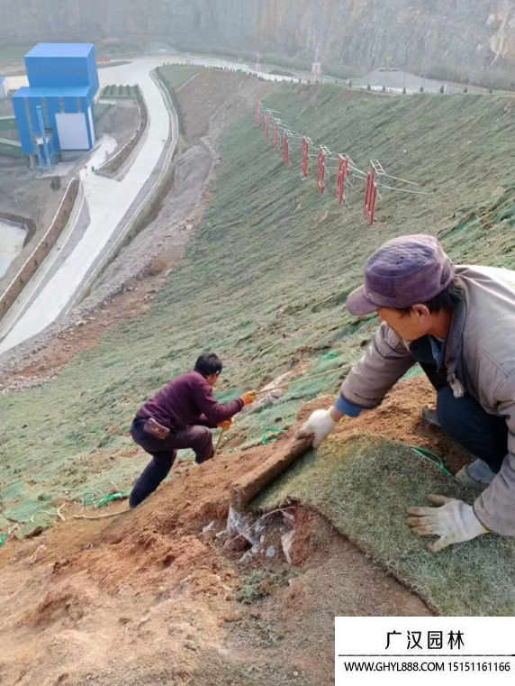 矿山的护坡绿化树种