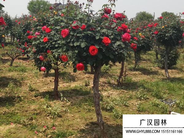 树桩月季盆景