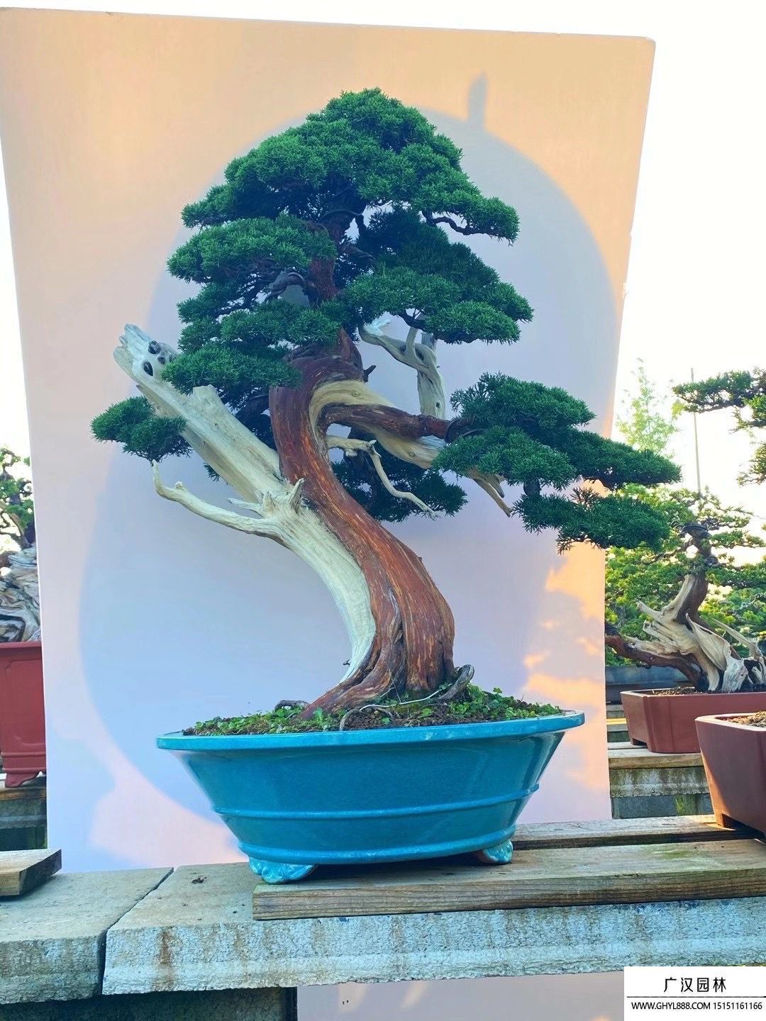 真柏盆景