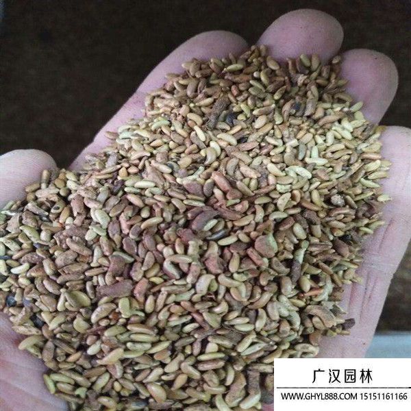 紫穗槐净籽种子