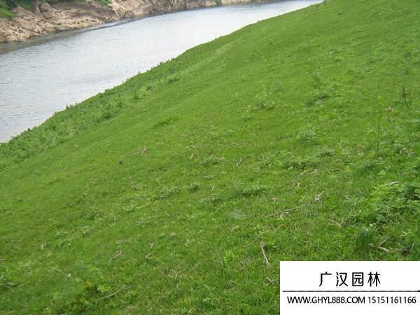 紫羊茅