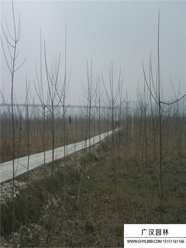 红叶杨 红叶杨
