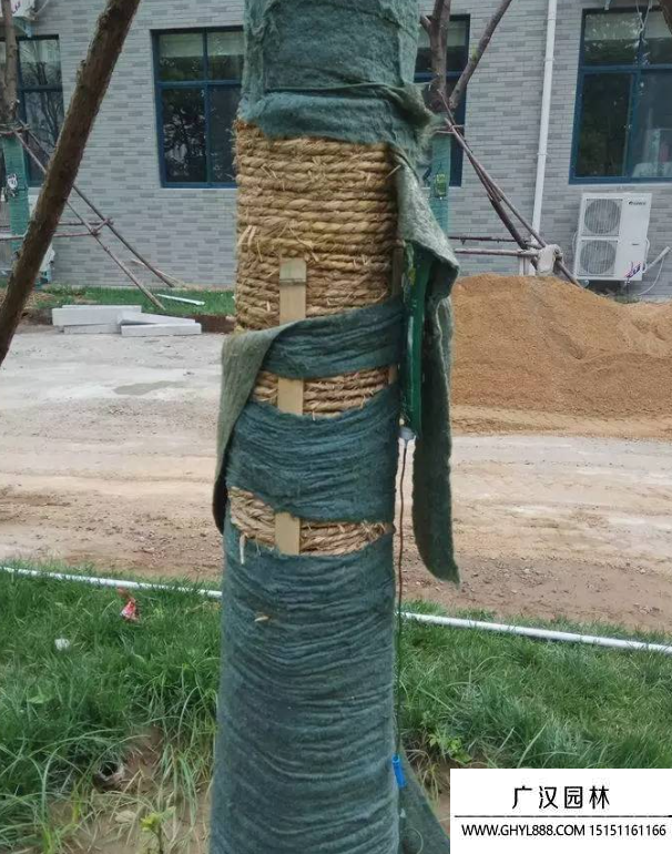 草绳绕树干