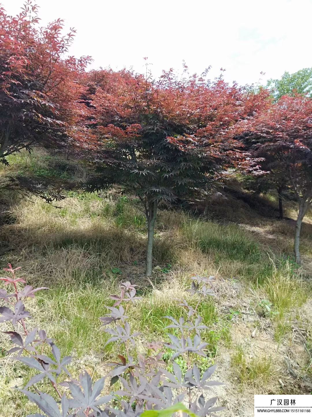 红枫