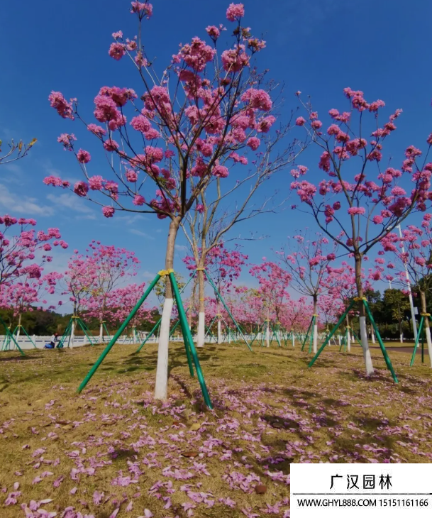 红花风铃木