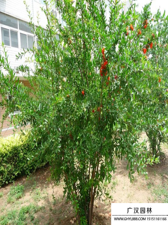 花石榴