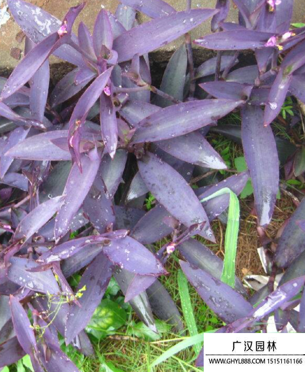 紫鸭趾草