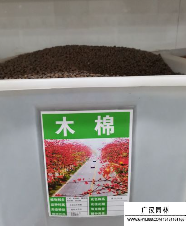 木棉树